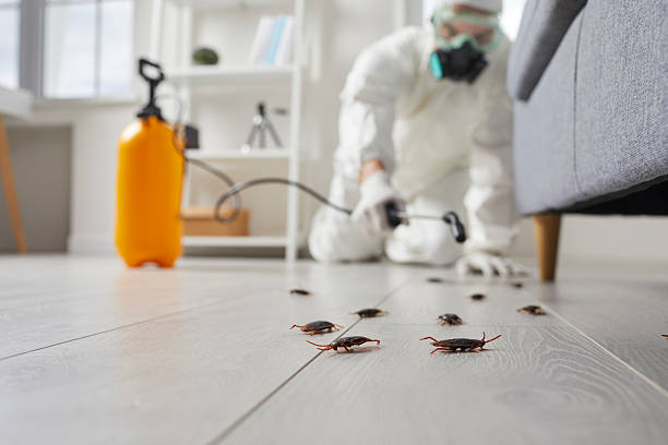 Post-Treatment Bed Bug Interceptor Monitoring in Purcellville